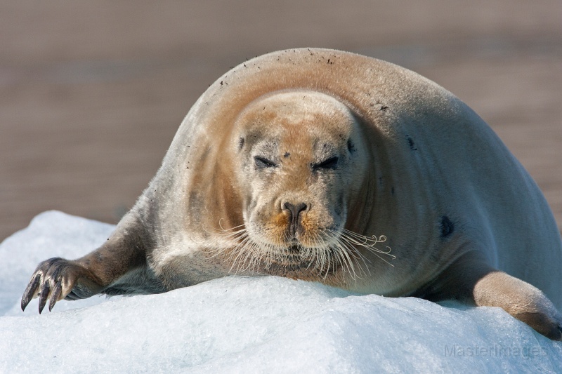 Bearded Seal/IMG_0159c